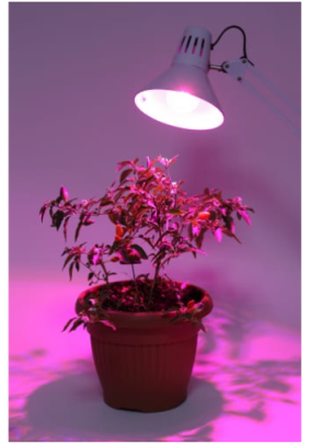 Фитолампа для растений светодиодная ЭРА FITO-10W-RB-E27-K